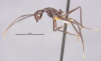 Media type: image;   Entomology 22955 Aspect: habitus lateral view